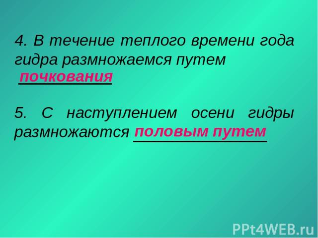 Что такое кракен в интернете